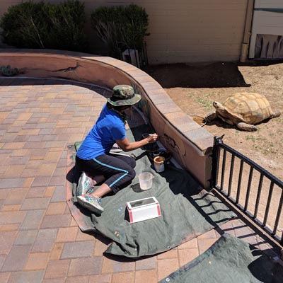 Mural de animales del desierto